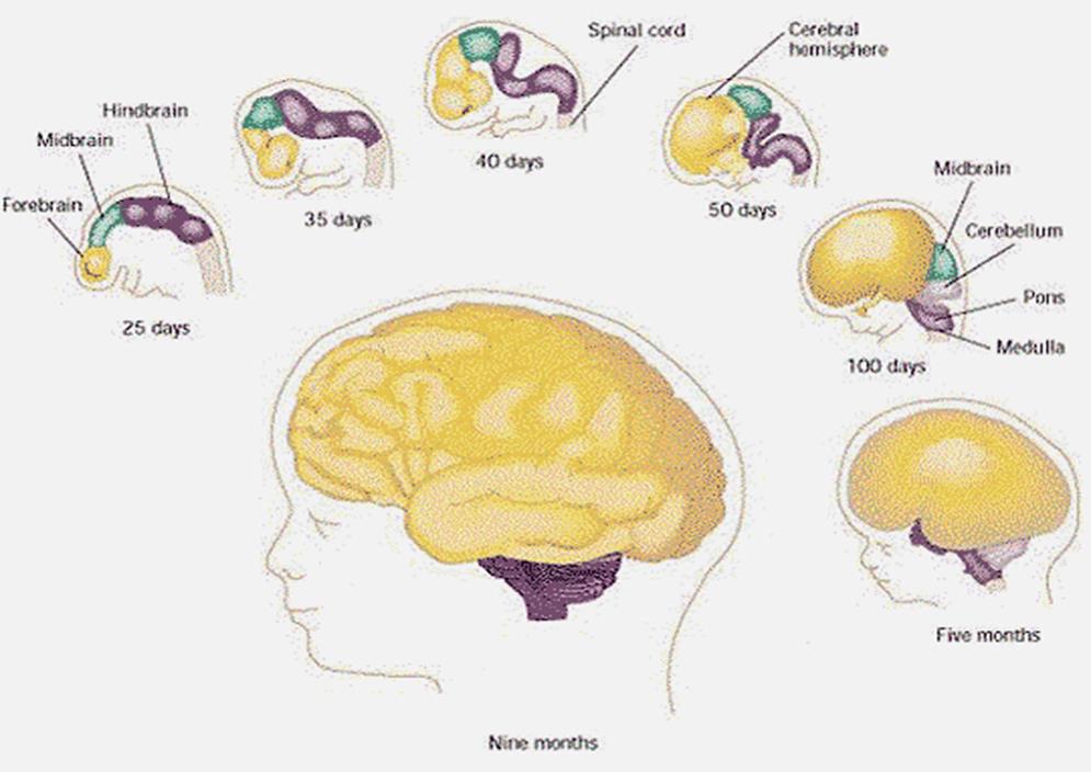 Brain Growth Hot Sex Picture